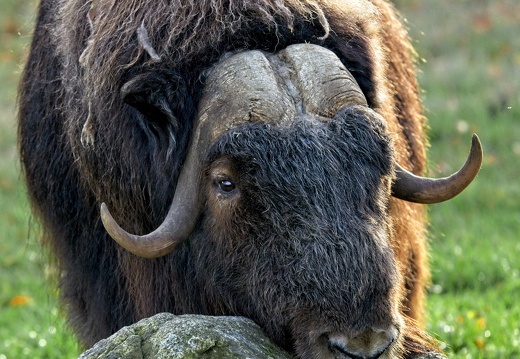 Skandinavisk Dyrepark